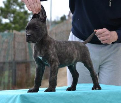 Cane Corso, tenci